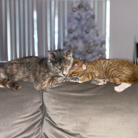 Meet your Posher, Erica - Picture 6 of 6